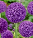 BloomingBulb product image