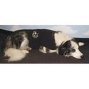 Jeffers Pet product image